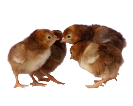 chickens-removebg-preview