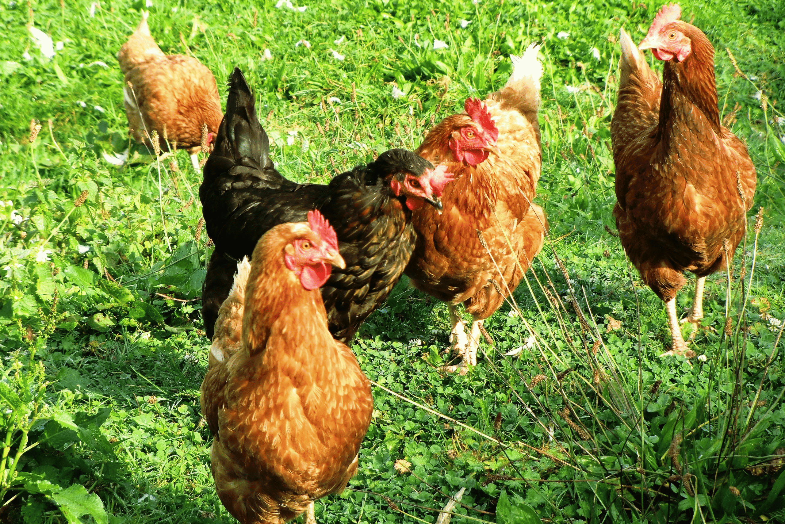 Live Chicken