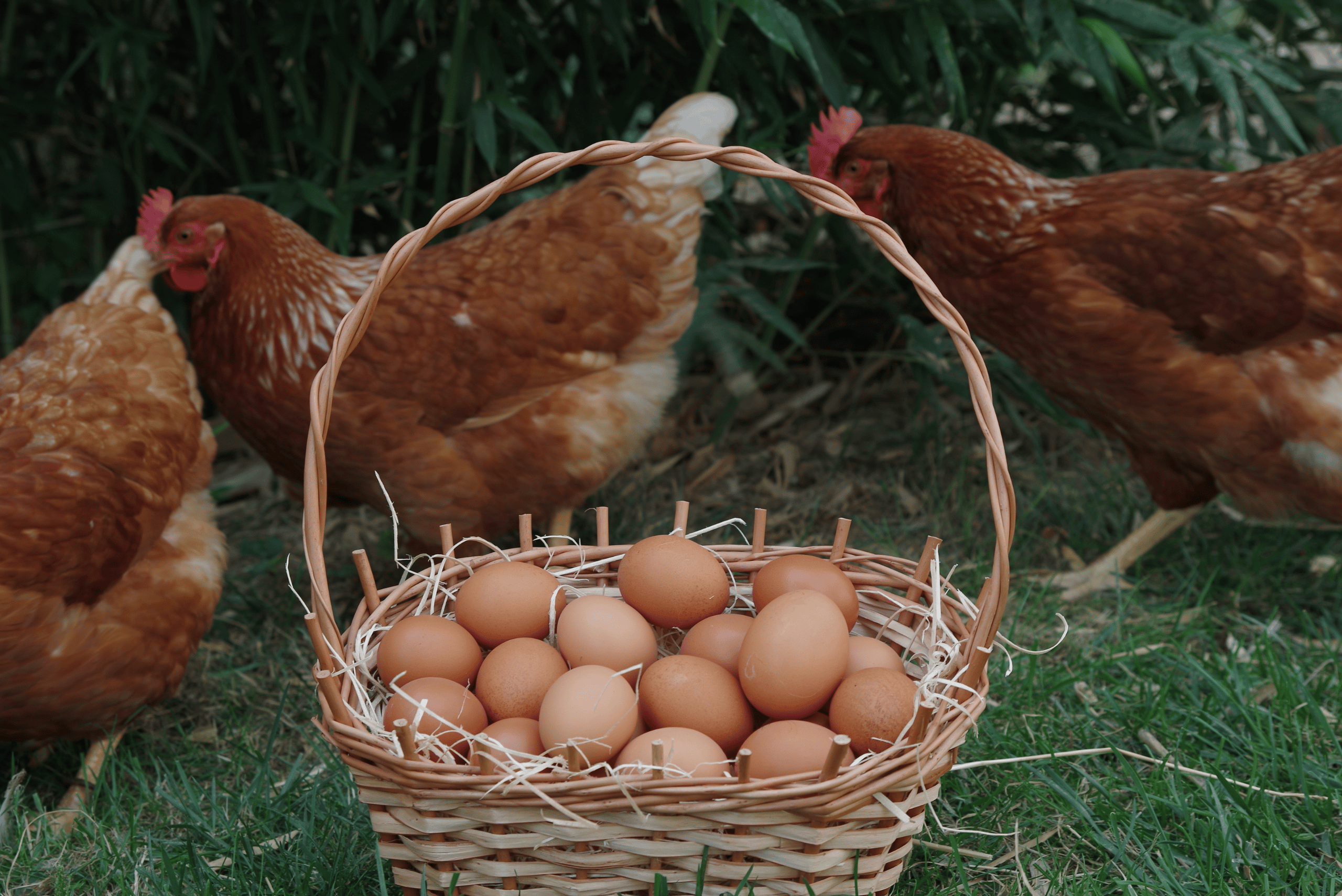 Eggs