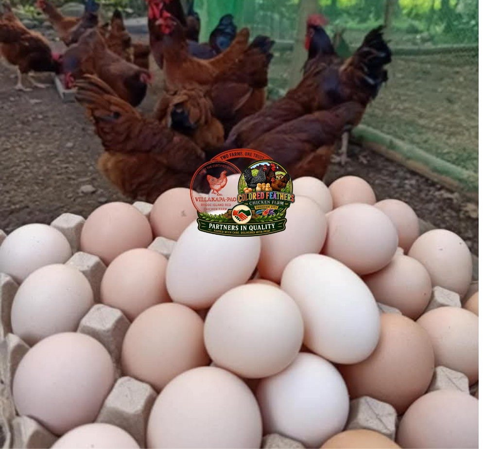 Eggs